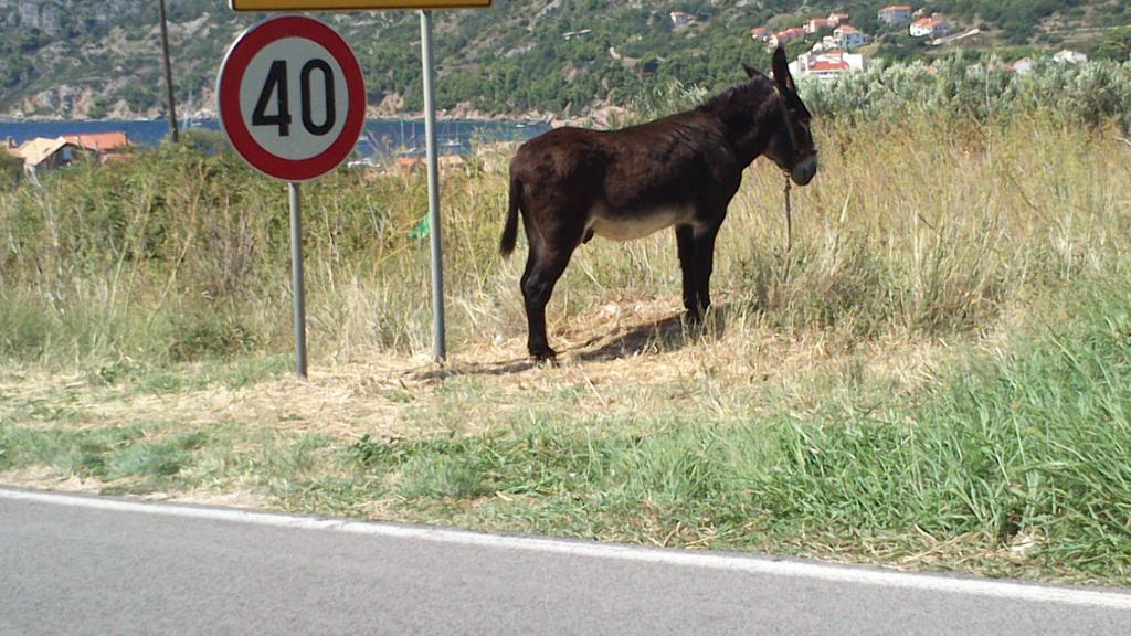 Kamenice, Komiža