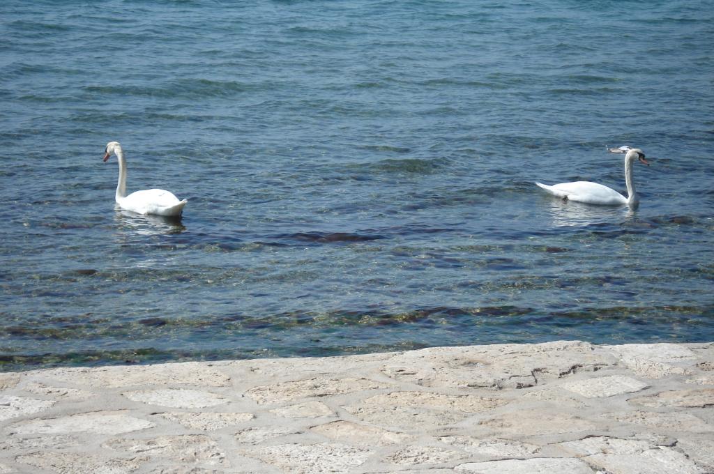 Tobogan, Vodice