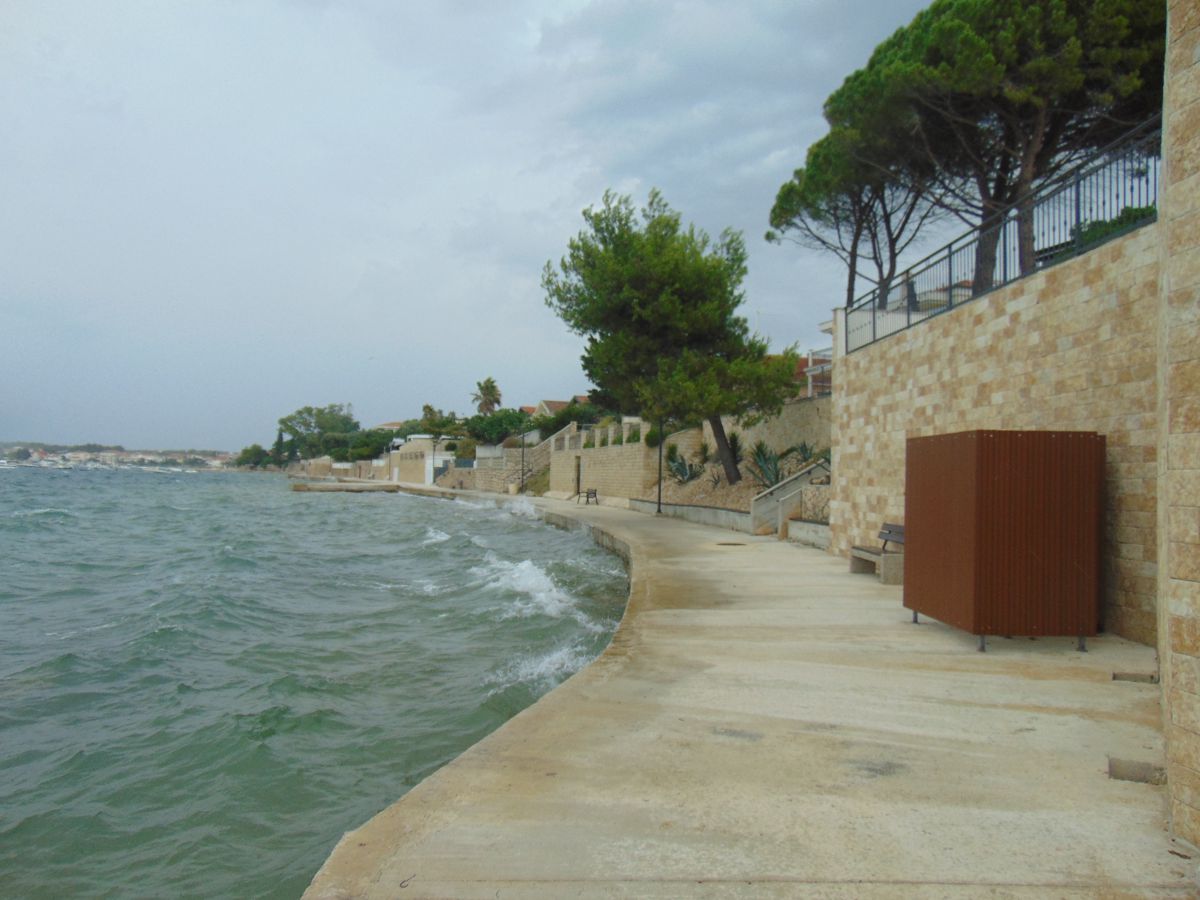 Zukve plaža, Vrsi