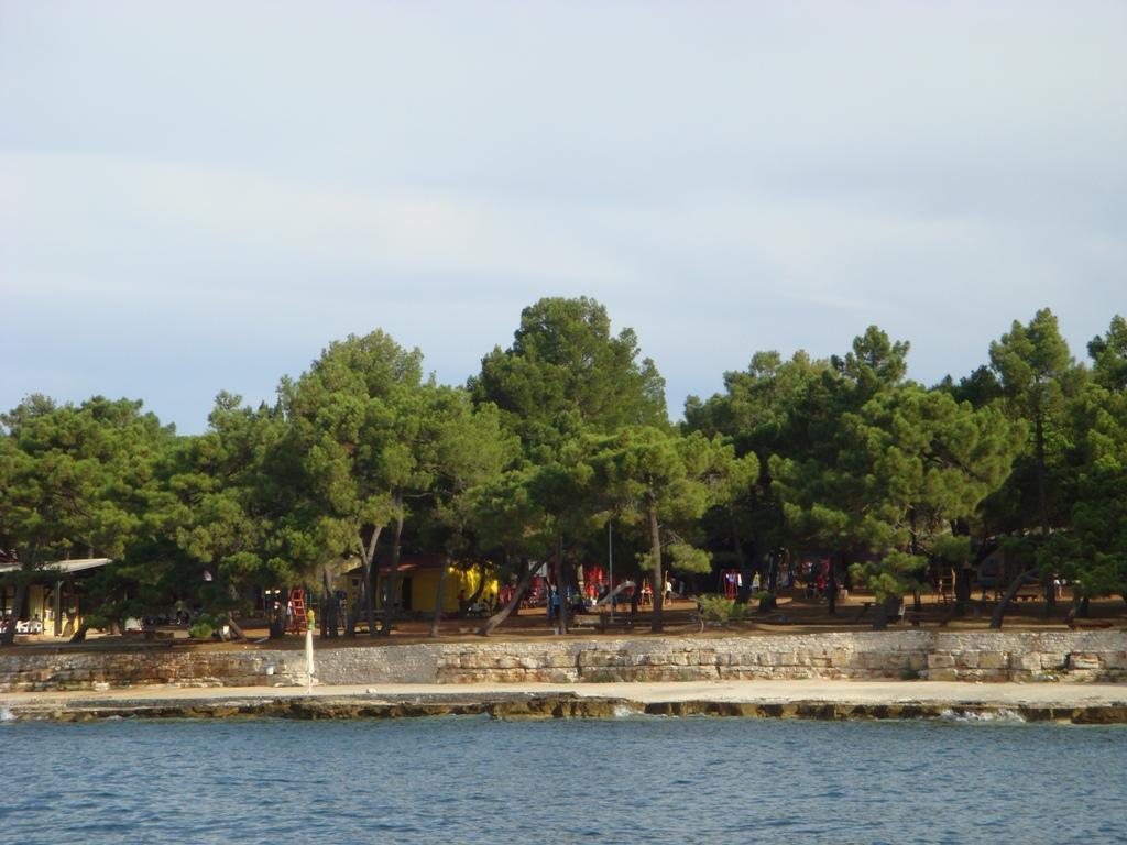 Pineta - jug, Novigrad